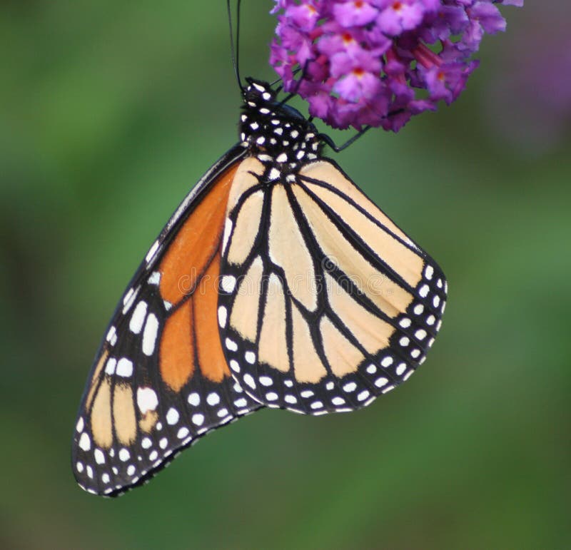 Monarcha motyla