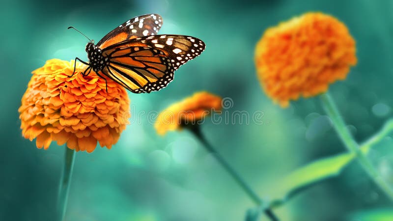 Monarchen-Orangenschmetterling und helle Sommerblumen auf blauem Laub in einem Märchengarten Makrokünstlerisches Bild