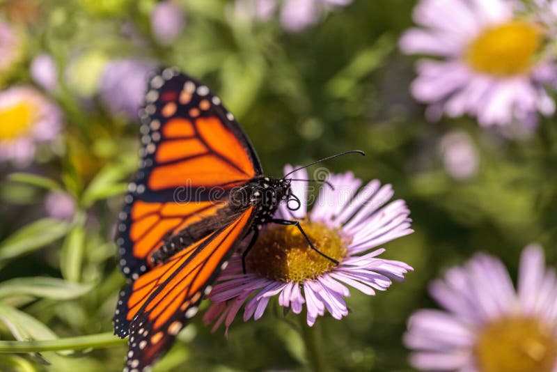 Monarchfalter, Danaus Plexippus, In Einem