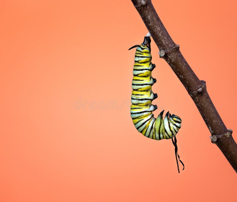 Monarchgleiskettenfahrzeug, das bevor pupating hängt lizenzfreie stockfotografie Monarchgleiskettenfahrzeug, das bevor pupating hängt lizenzfreie stockfotografie