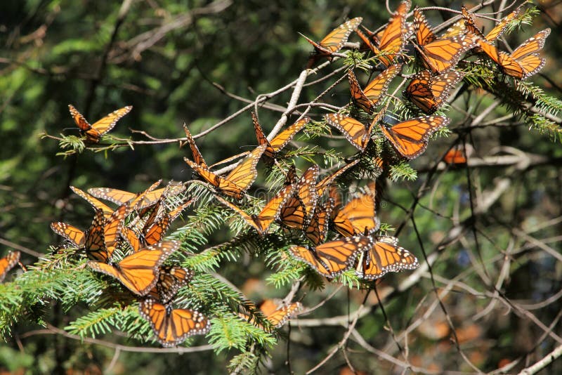 Monarchiczni motyle