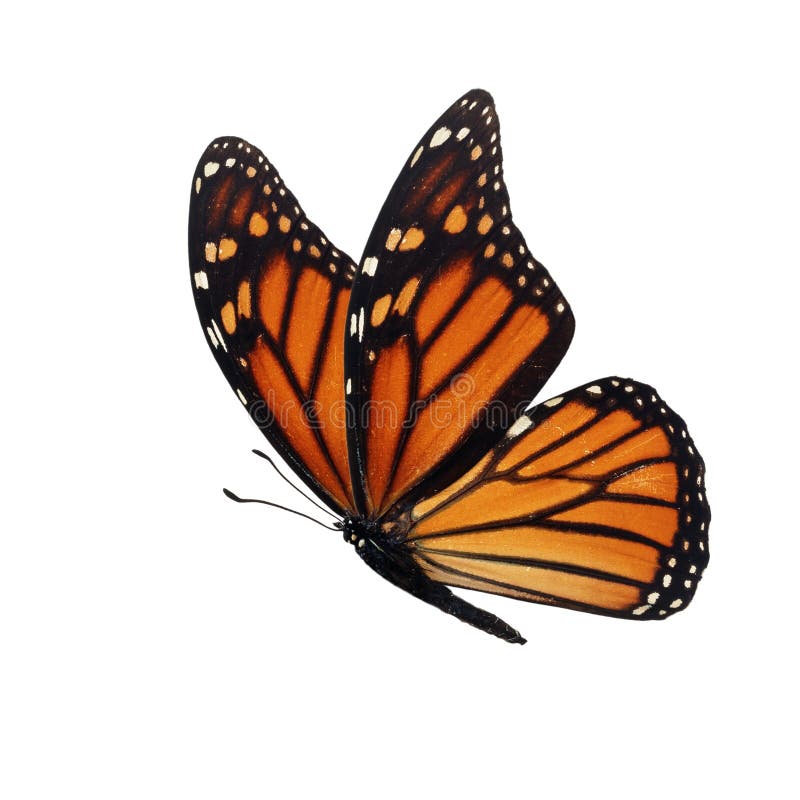 Monarchiczny motyl odizolowywający