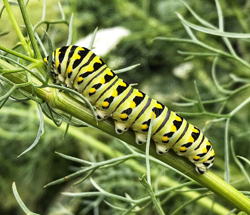 Monarchn Caterpillar, Larval, Lepidoptera Stock Photo Image of caterpillars, lepidoptera