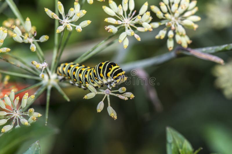Monarchn Caterpillar, Larval, Lepidoptera Stock Image Image of feeding, plexippus 46682859