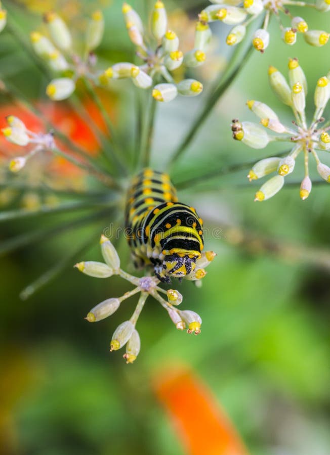 Monarchn Caterpillar, Larval, Lepidoptera Stock Photo Image of plexippus, caterpillars 46682890