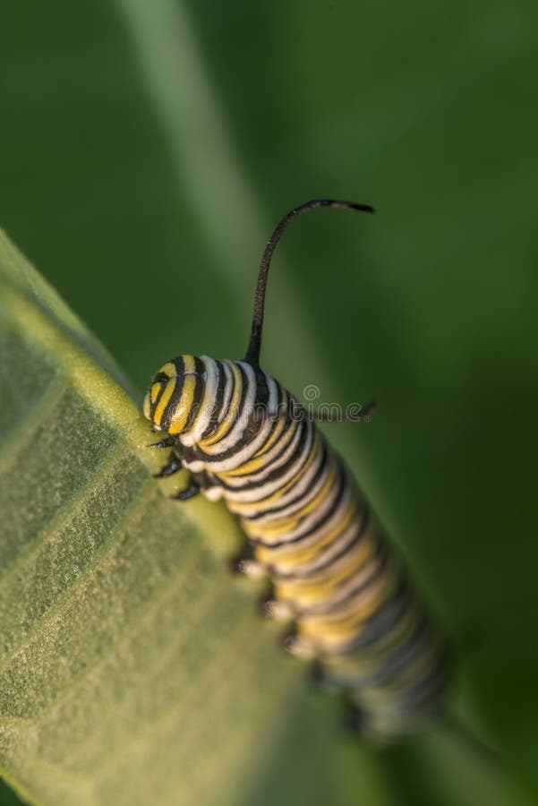 Monarchn Caterpillar, Larval, Lepidoptera Stock Photo Image of plexippus, feeding 63441684