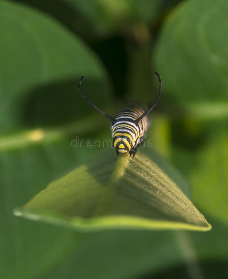 Monarchn Caterpillar, Larval, Lepidoptera Stock Image Image of insect, black 63441703