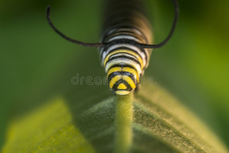 Monarchn Caterpillar, Larval, Lepidoptera Stock Image Image of insect, summer 63441779