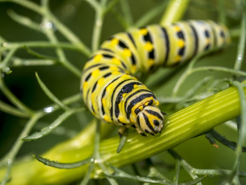 Monarchn Larvaal Caterpillar, Lepidoptera Stock Foto Image of zomer, vlinder 63441684