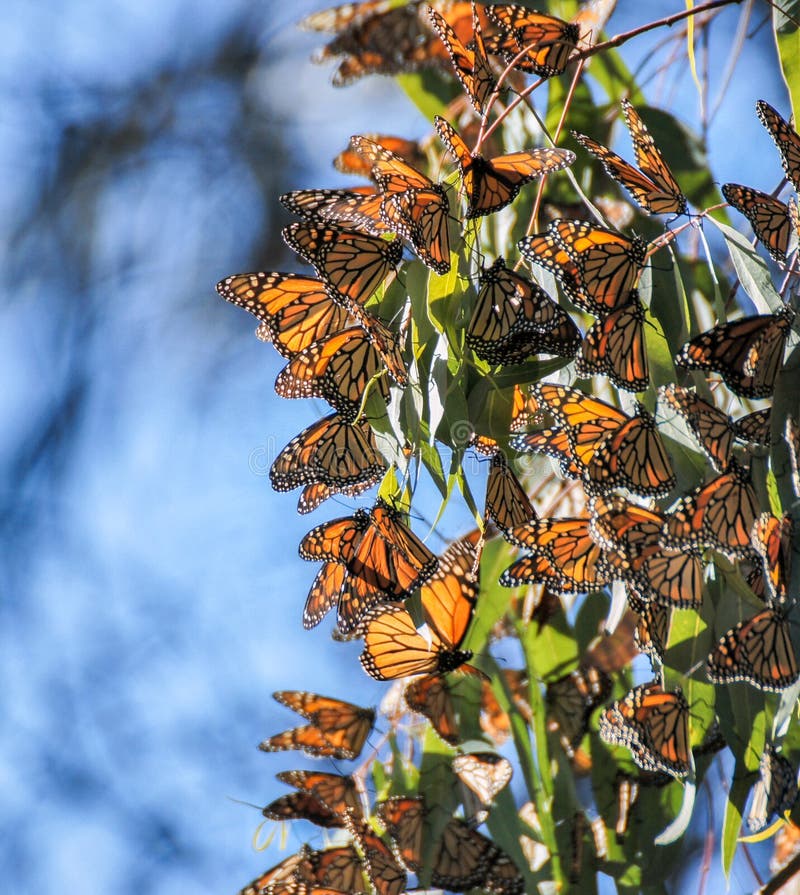 Monarchs cluster in the eucalyptus trees at the Natural Bridges State Park in Santa Cruz