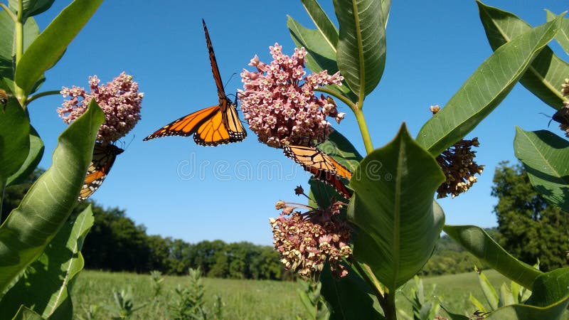 Preserving our rural lands to ensure the life cycle on the beautiful Monarch Butterfly continues. Open meadow shown with wild milkweed plants and feeding monarchs. Saturated colors and low angle perspective for enhanced composition. Preserving our rural lands to ensure the life cycle on the beautiful Monarch Butterfly continues. Open meadow shown with wild milkweed plants and feeding monarchs. Saturated colors and low angle perspective for enhanced composition