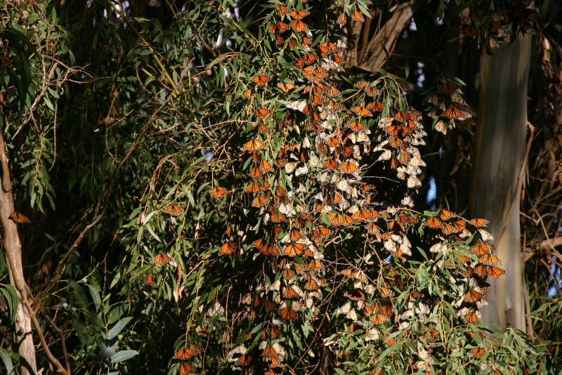 Monarchs at Natural Bridges 2