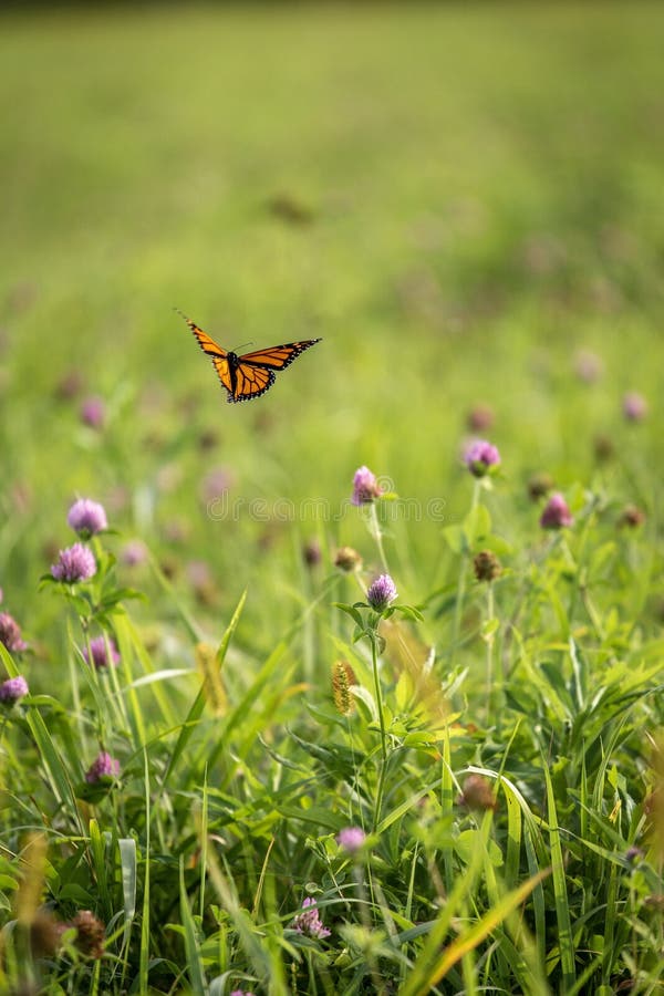 Monarchs and wildflowers
