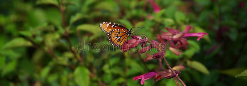 Monarch Butterfly rests on a pink flower. Monarch Butterfly rests on a pink flower