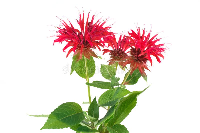 Monarda blomma arkivbilder Monarda blomma arkivbilder