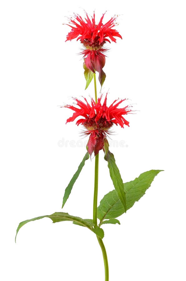 Monarda flower stock photo. Image of stem, garden, flower 35981778