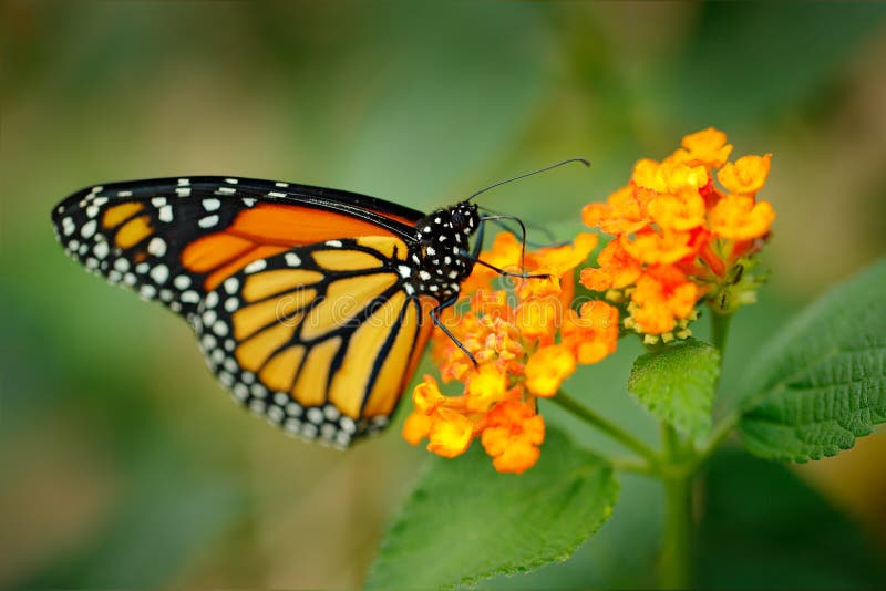 Monark Danausplexippus, fjäril i naturlivsmiljö Trevligt kryp från Mexico Fjäril i den gröna skogdetaljnärbilden po