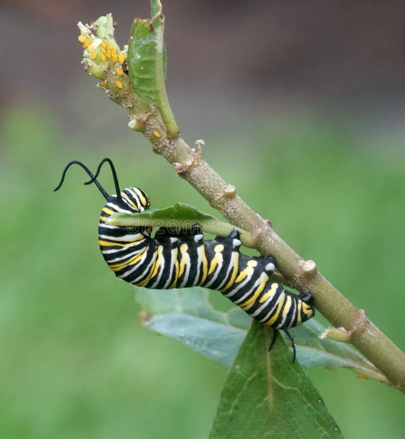 Monarkfjäril Caterpillar som äter bladet royaltyfri foto Monarkfjäril Caterpillar som äter bladet royaltyfri foto