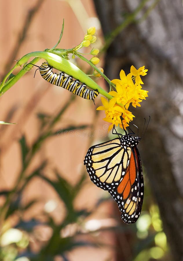 Monarque Caterpillar et papillon photographie stock libre de droits Monarque Caterpillar et papillon photographie stock libre de droits