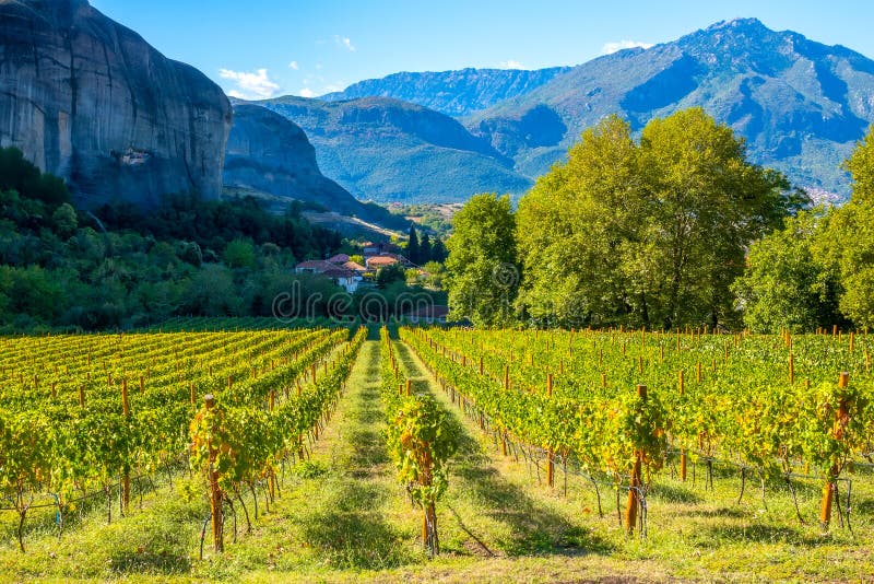 Monastery Vineyard on a Sunny Summer Day