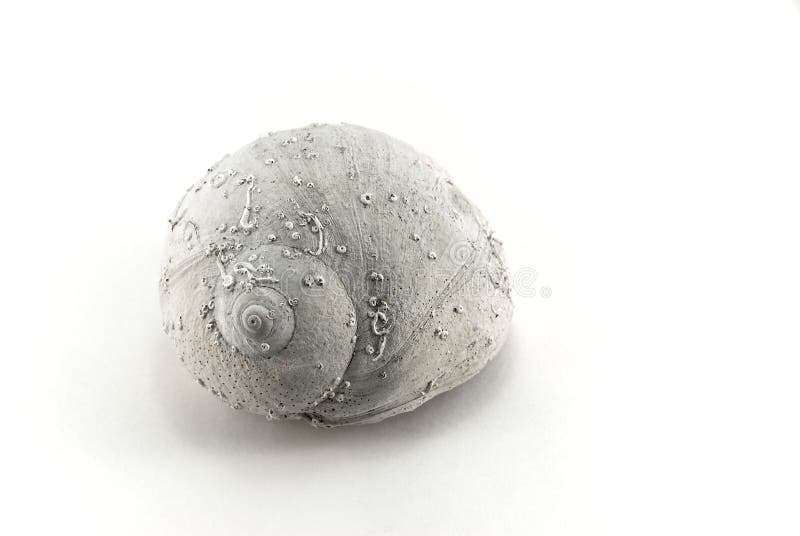 mondschnecke shell stockbild bild von schnecke meer