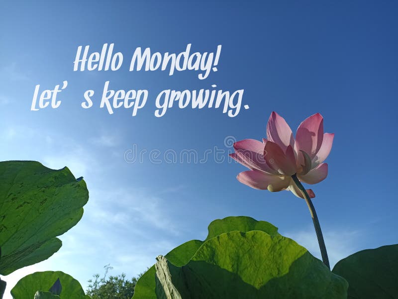 Monday card and greeting with motivational and inspirational words - Hello Monday. Let's keep growing. With pink lotus flower plant on bright blue sky background. Good Morning Monday concept with motivation quote. Monday card and greeting with motivational and inspirational words - Hello Monday. Let's keep growing. With pink lotus flower plant on bright blue sky background. Good Morning Monday concept with motivation quote