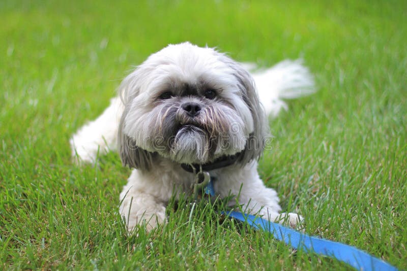 Cani Prospettiva di Un piccolo cane, sdraiato sull'erba con un burbero viso.