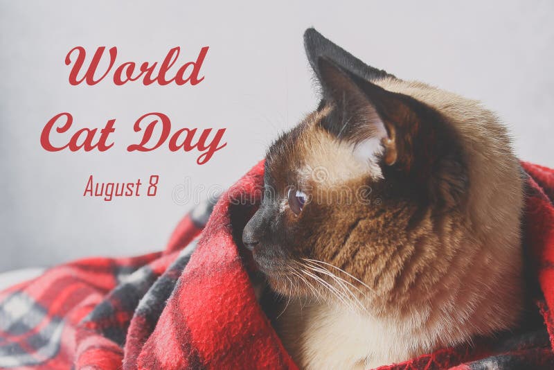 Monde Cat Day Chat siamois adulte de 8 August An photos stock Monde Cat Day Chat siamois adulte de 8 August An photos stock