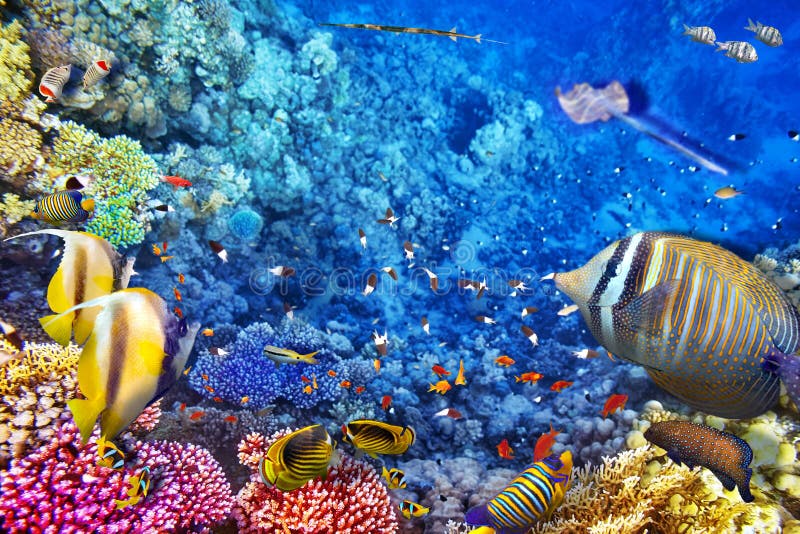 Monde sous-marin avec des coraux et des poissons tropicaux photographie stock libre de droits Monde sous-marin avec des coraux et des poissons tropicaux photographie stock libre de droits