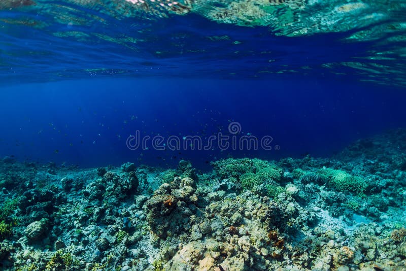 Monde sous-marin tropical avec les coraux et l'école des poissons Océan bleu dans les tropiques photos libres de droits Monde sous-marin tropical avec les coraux et l'école des poissons Océan bleu dans les tropiques photos libres de droits