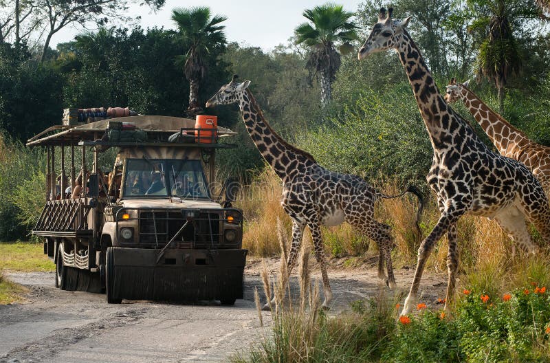 Mondo Kilimanjaro Safari Animal Kindom di Disney immagine stock Mondo Kilimanjaro Safari Animal Kindom di Disney immagine stock