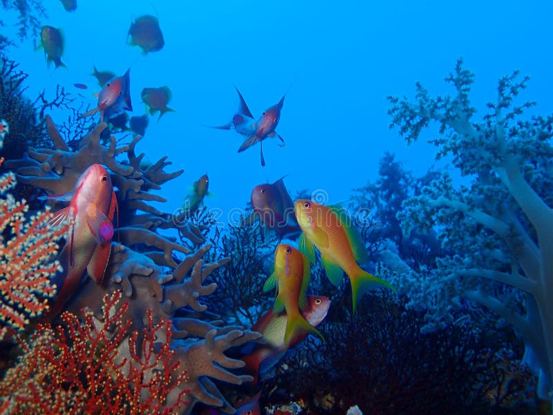 Mondo subacqueo in acqua profonda nella flora dei fiori delle piante e della barriera corallina nella fauna selvatica del mondo b fotografia stock libera da diritti Mondo subacqueo in acqua profonda nella flora dei fiori delle piante e della barriera corallina nella fauna selvatica del mondo b fotografia stock libera da diritti