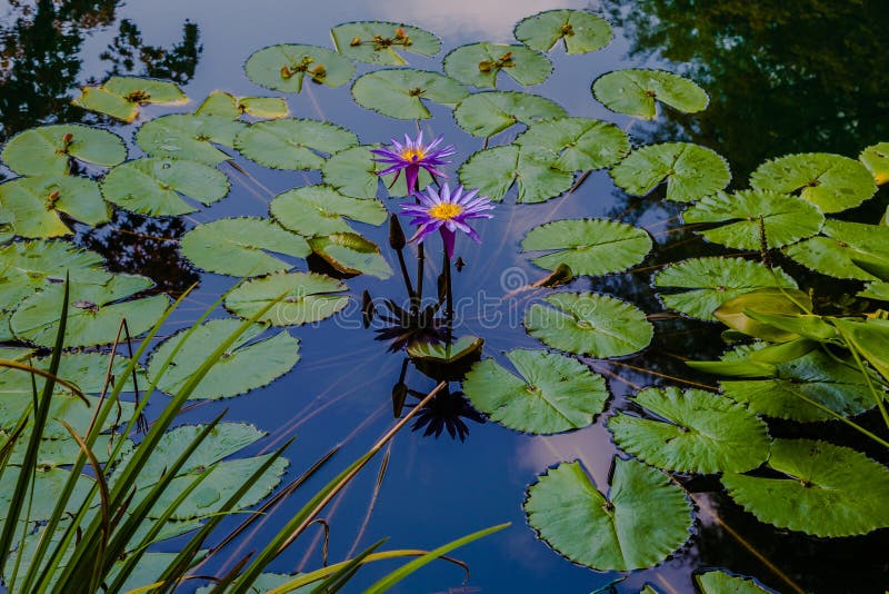 Monet Type Water Lillies with Reflection