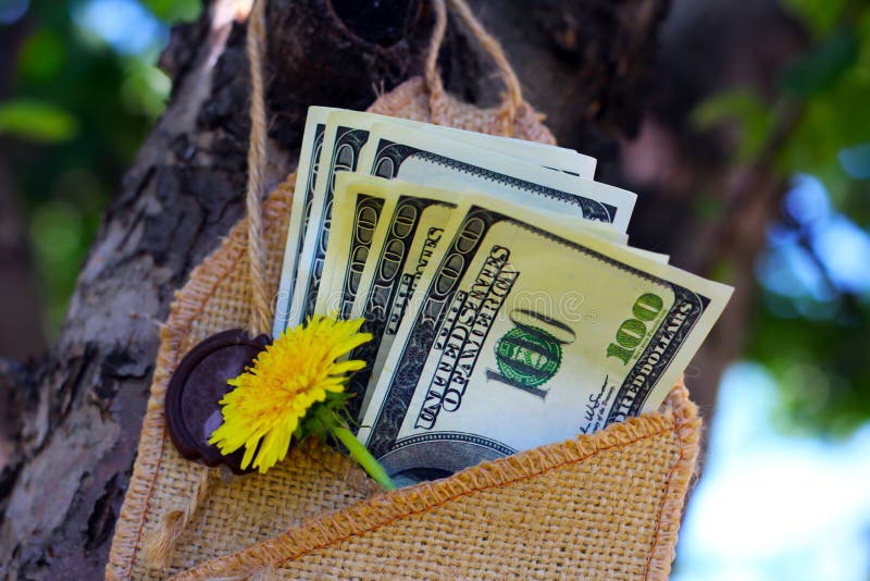 Money in an envelope on the tree royalty free stock photo