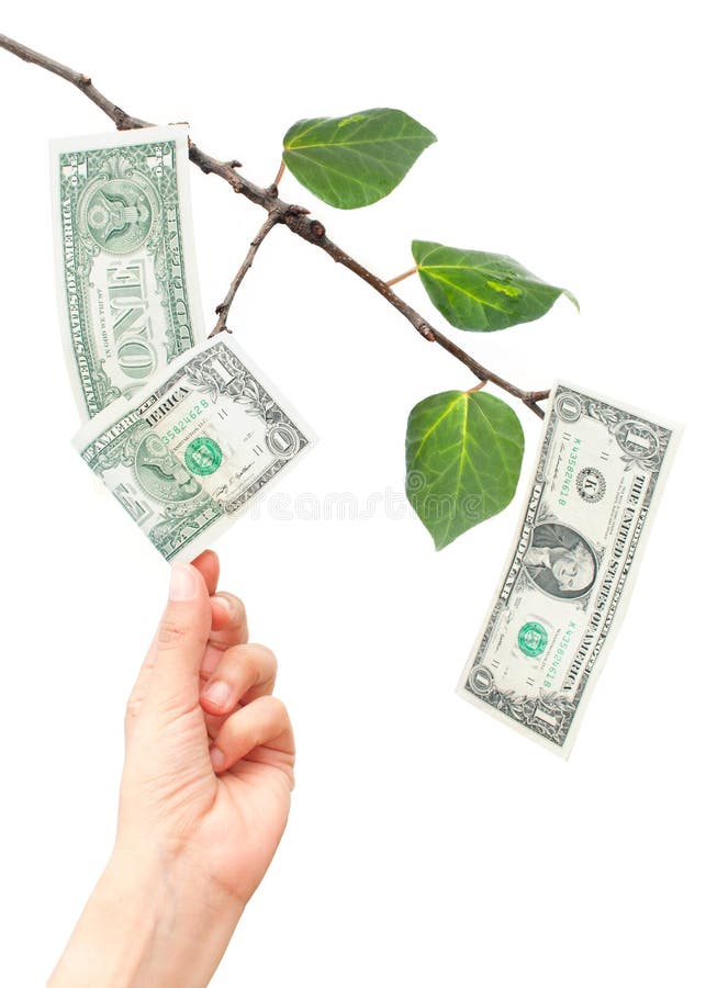 Money growing from tree