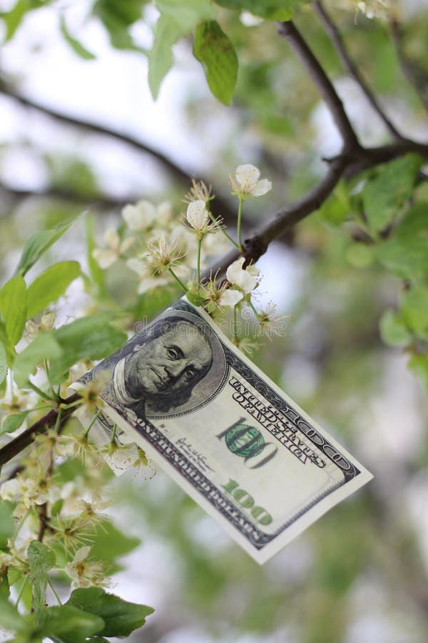 WHEN MONEY GROWS ON TREES SONG visual data 5