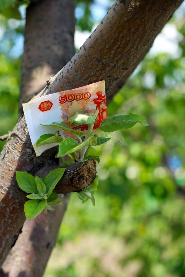 WHEN MONEY GROWS ON TREES visual data 5