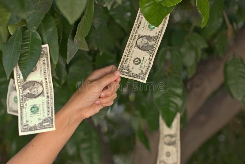 Money grows on trees stock photos Money grows on trees stock photos