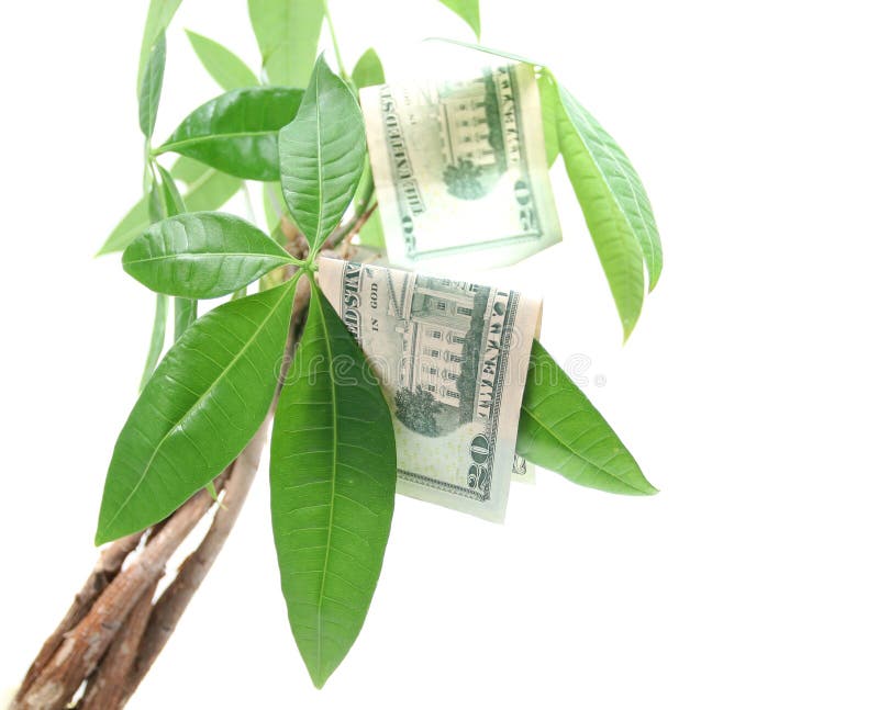 Money Grows on Trees stock photo. Image of white, plant 6274172