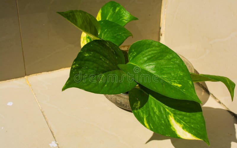 MONEY PLANT IN A TUB POT ON A TILES FLOOR.