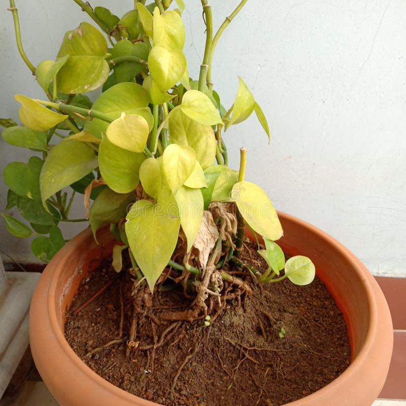 Money Plant, Green Leaves, Small Leaves Stock Image Image of plant, money 163924483