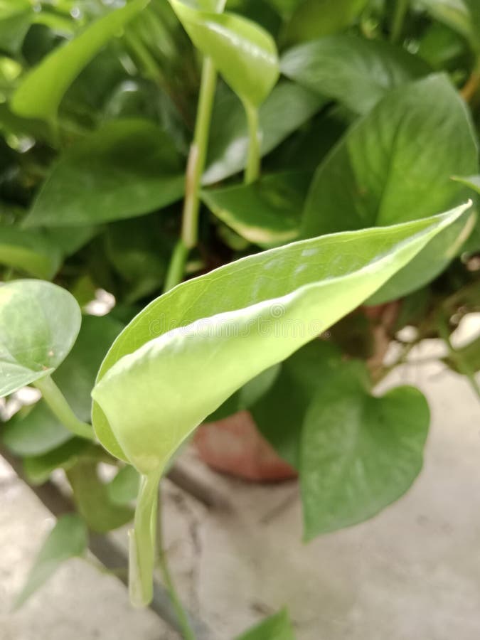 Money plant leaf green stock photo. Image of tree, garden 254972472