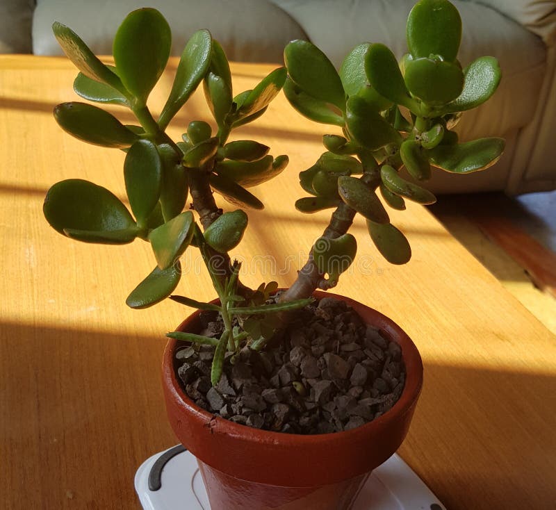 Money plant in the sun stock image. Image of jade, plant 148517531