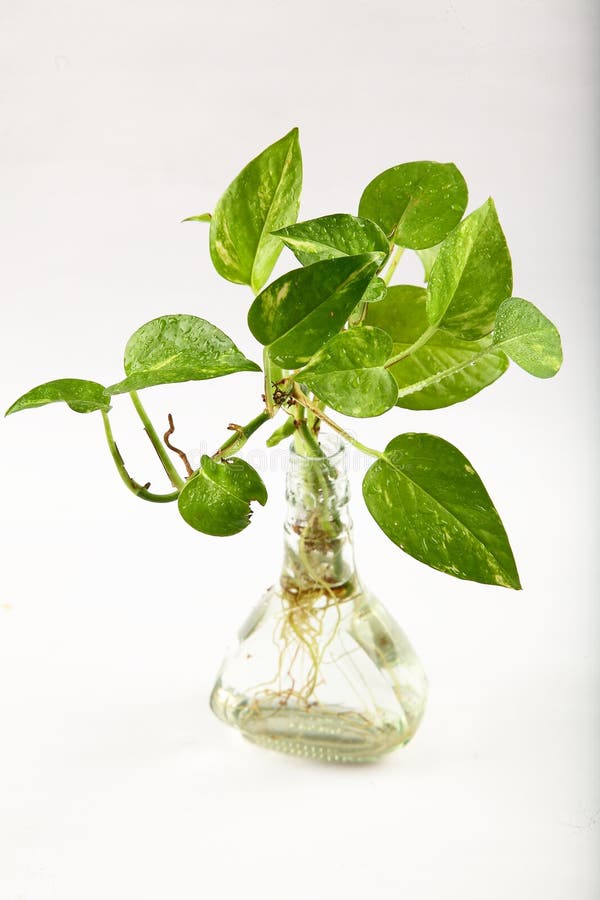 Money Plant Photos Download The BEST Free Money Plant Stock Photos HD Images