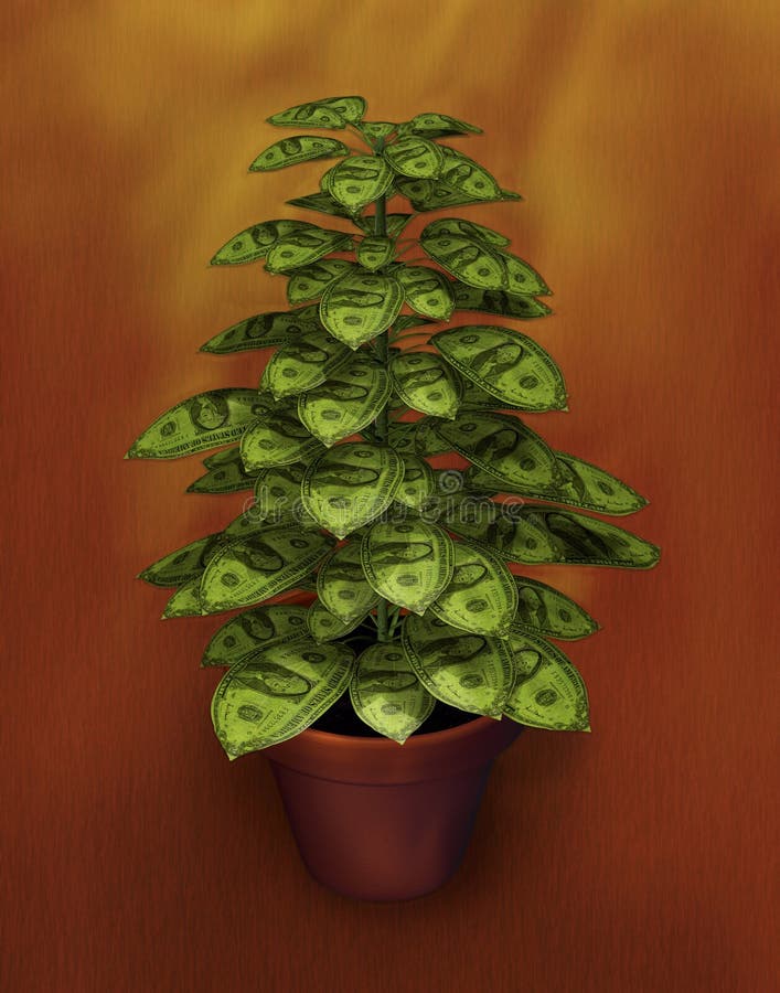 Money pot plant