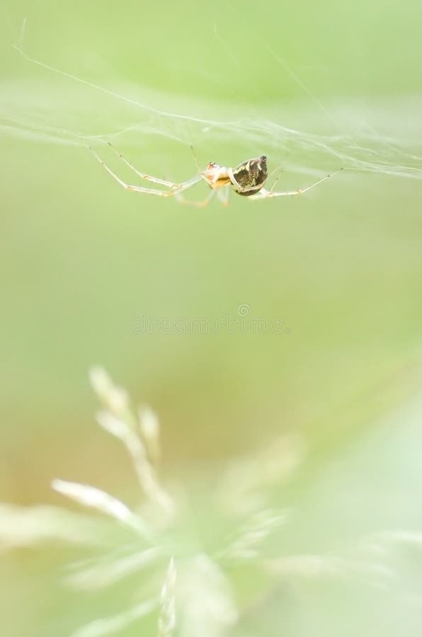 Money spider royalty free stock photography