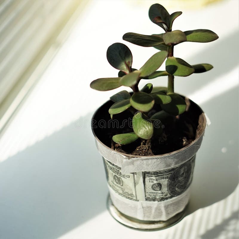 2,201 Money Tree Flower Pot Stock Photos Free & RoyaltyFree Stock