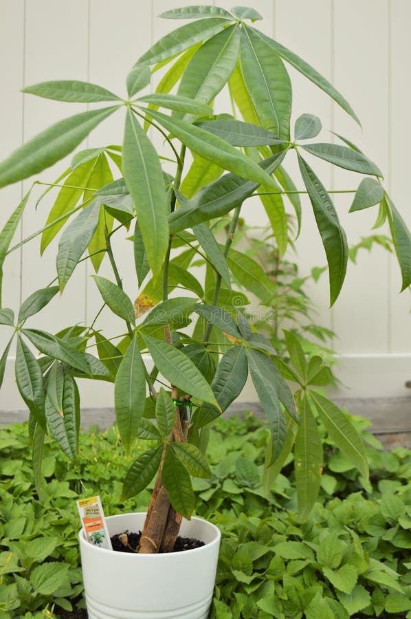 Money Tree Plant Outdoors stock photo. Image of single 117904608