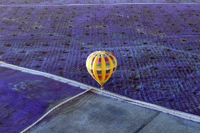 Mongolfiera gialla che sorvola un campo di lavanda fotografia stock libera da diritti Mongolfiera gialla che sorvola un campo di lavanda fotografia stock libera da diritti