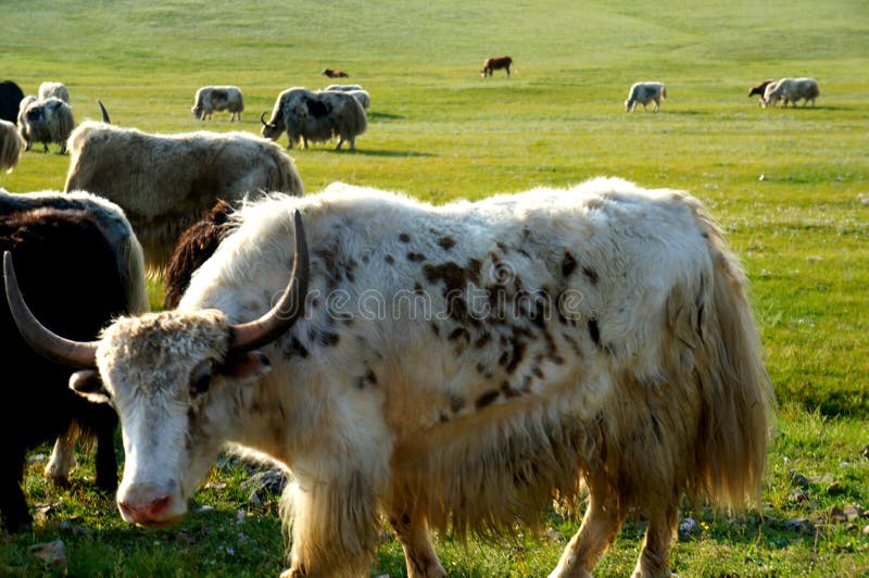 Mongolia Animals Yak Nature Steppe Livestock Farming Stock Photo - Image of august, mongolia: 139724850 Mongolia Animals Yak Nature Steppe Livestock Farming Stock Photo - Image of august, mongolia: 139724850